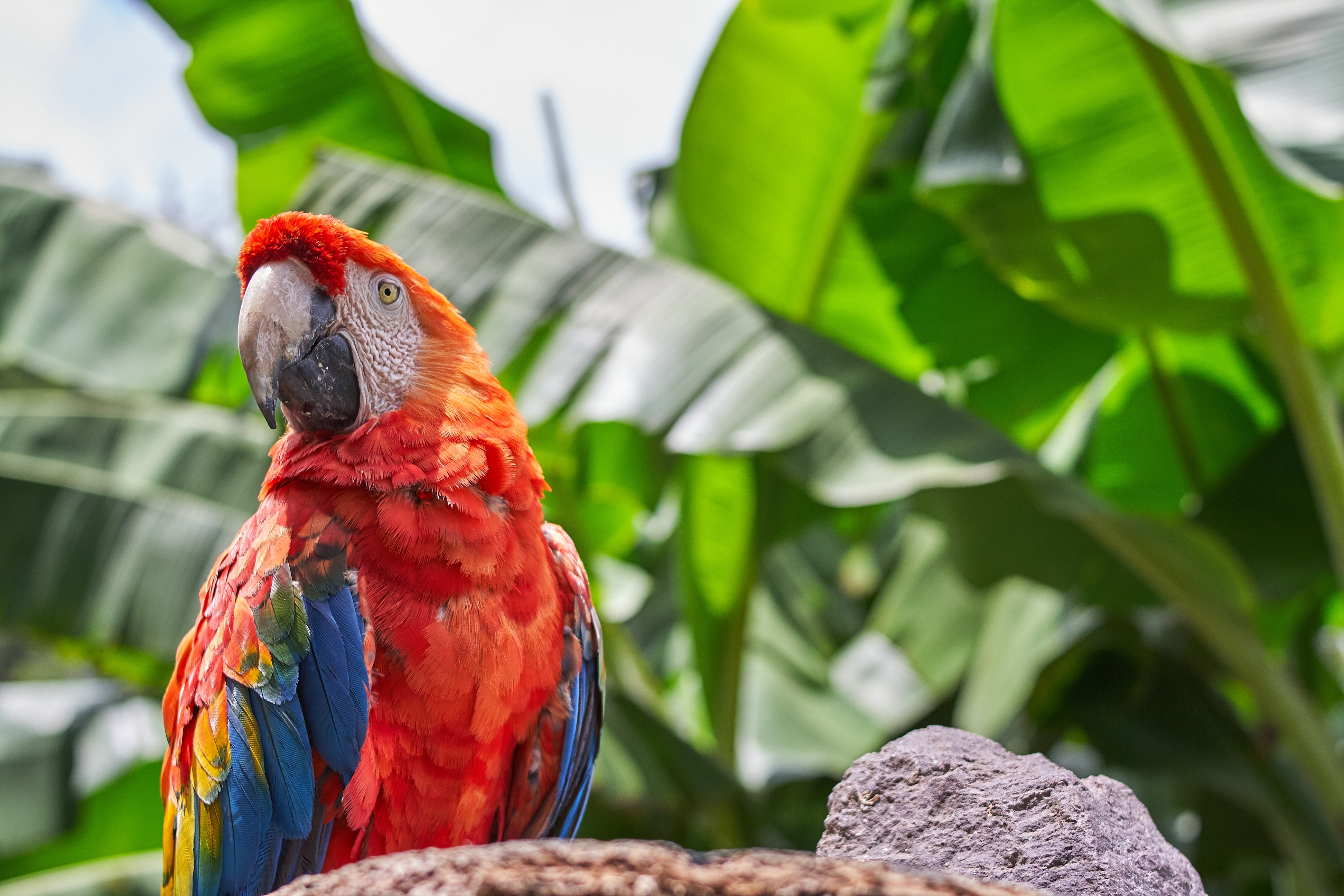 Scarlet macaw flying over tropical rainforest