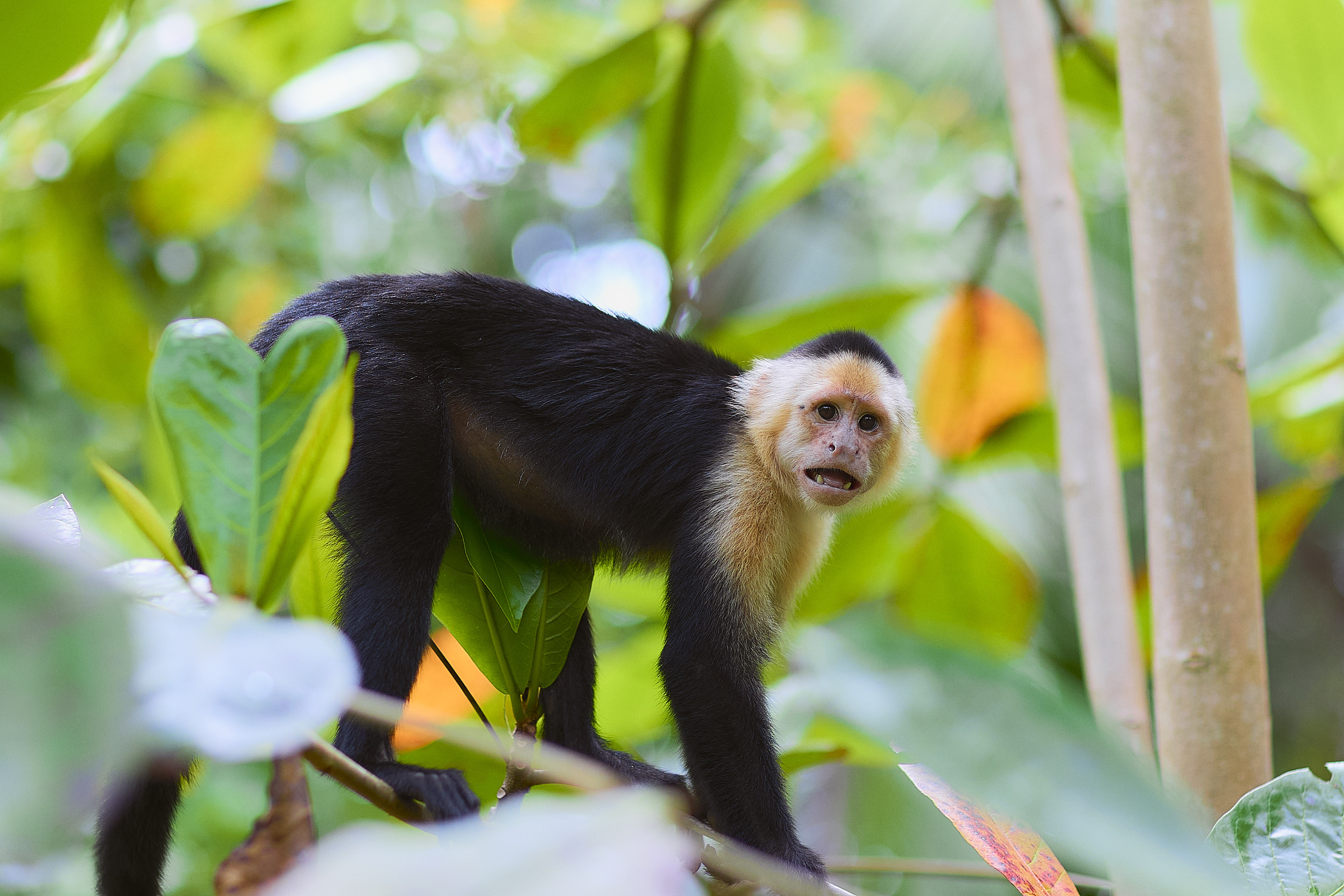 Tortuguero Wildlife Residents