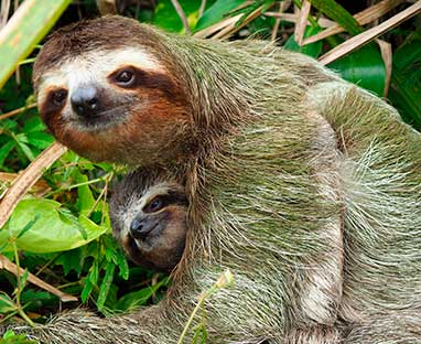 Three-toed sloth in Tortuguero canopy