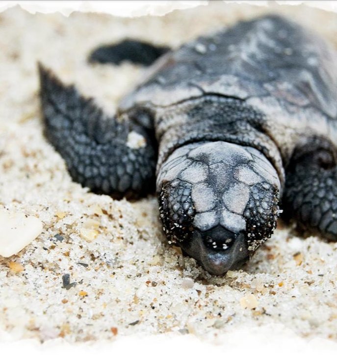 Green sea turtle on Tortuguero beach