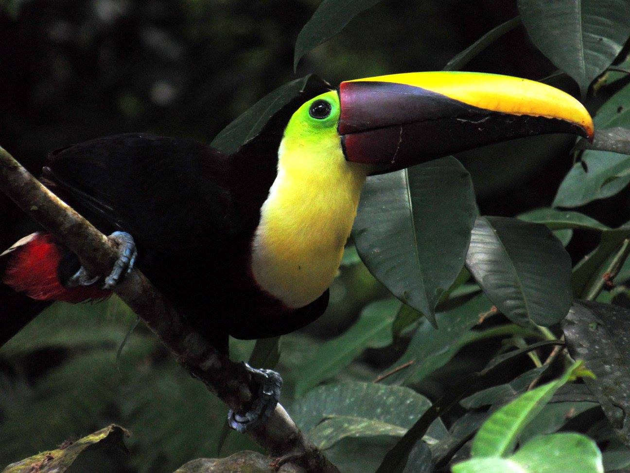 Keel-billed toucan in Tortuguero National Park