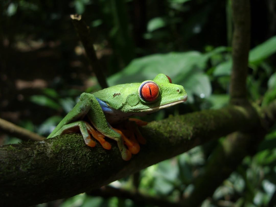 Tortuguero wildlife diversity