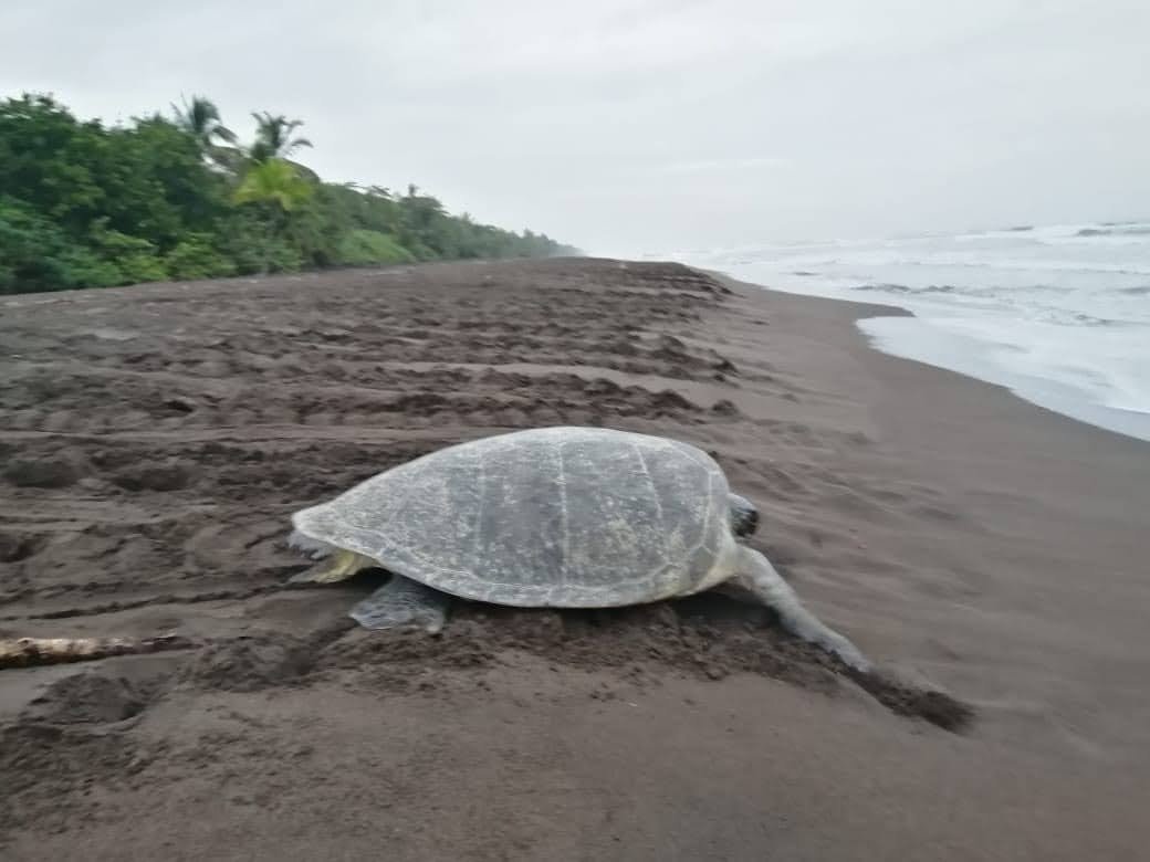 Best Time to Visit Tortuguero