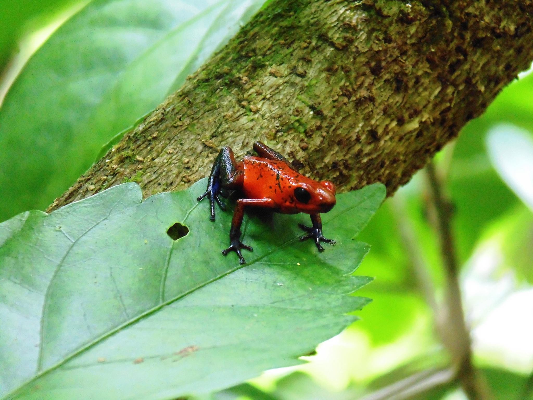 Tortuguero gallery 6