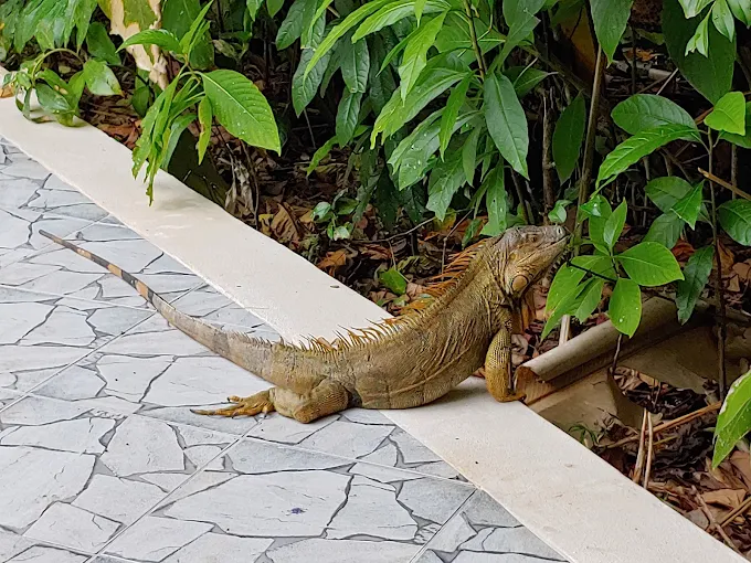 Aninga Lodge photo 30