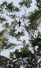 Aninga Lodge photo 39