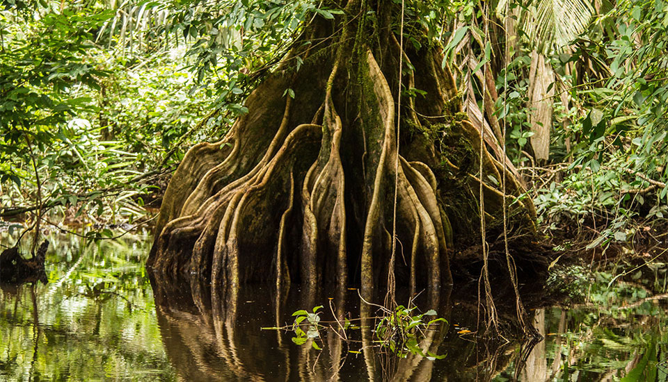 Laguna Lodge photo 2