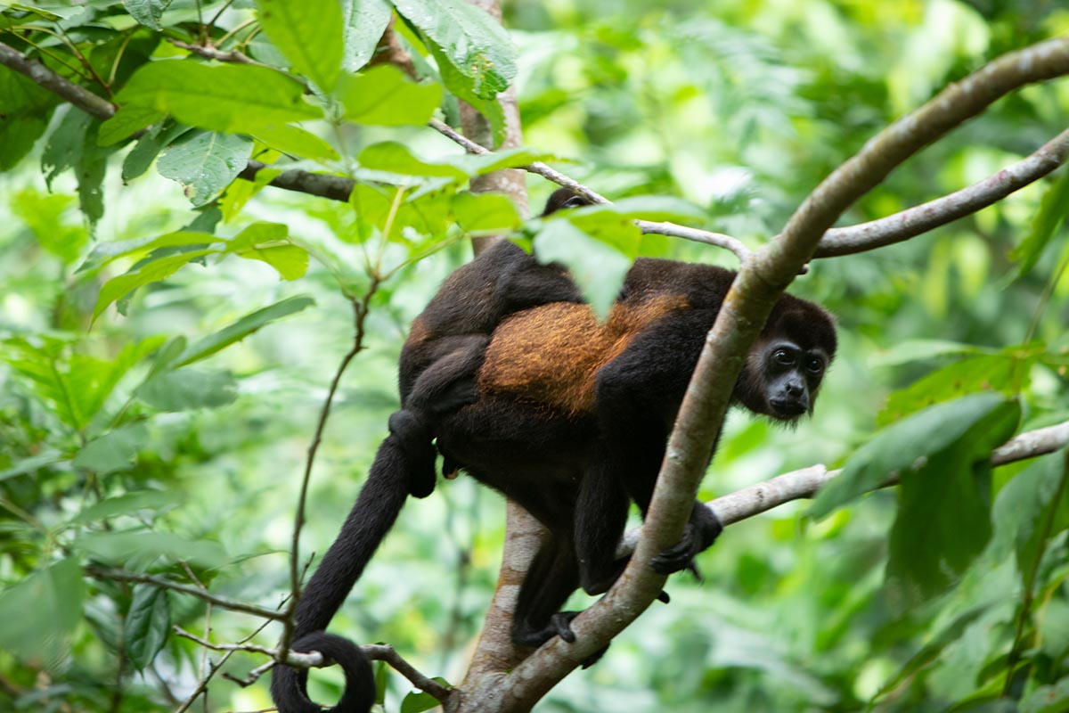 Hotel Pachira Lodge photo 18