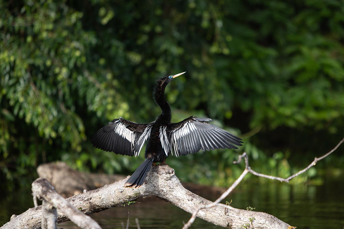 Hotel Pachira Lodge photo 22