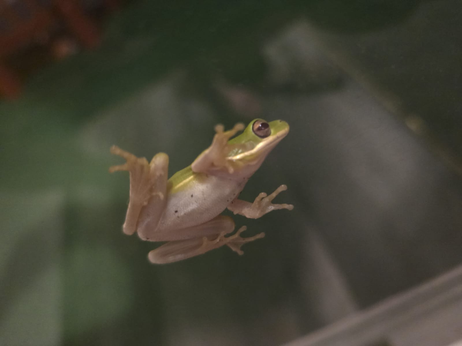 Contact Jungle Tom Safaris 2