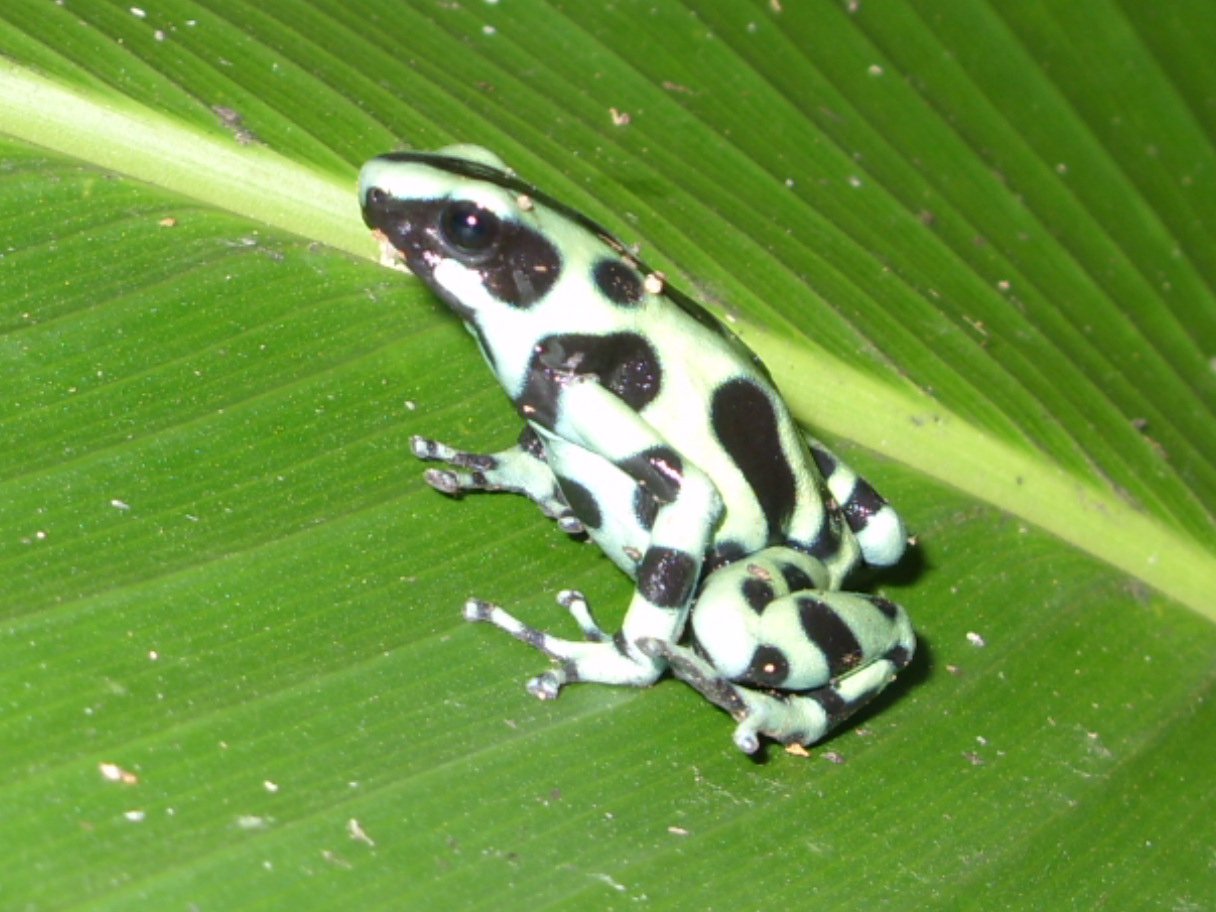 Three day Tortuguero gallery photo 3