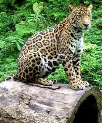 Three day Tortuguero gallery photo 5