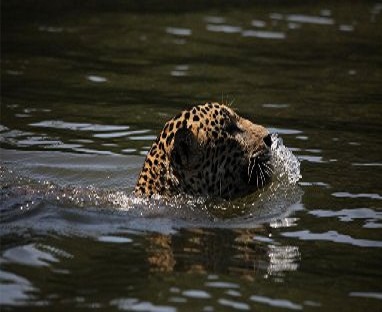 Three day Tortuguero gallery photo 8