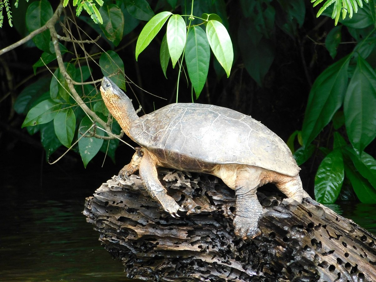Three day Tortuguero gallery photo 9
