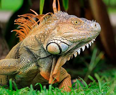 Three day Tortuguero gallery photo 11