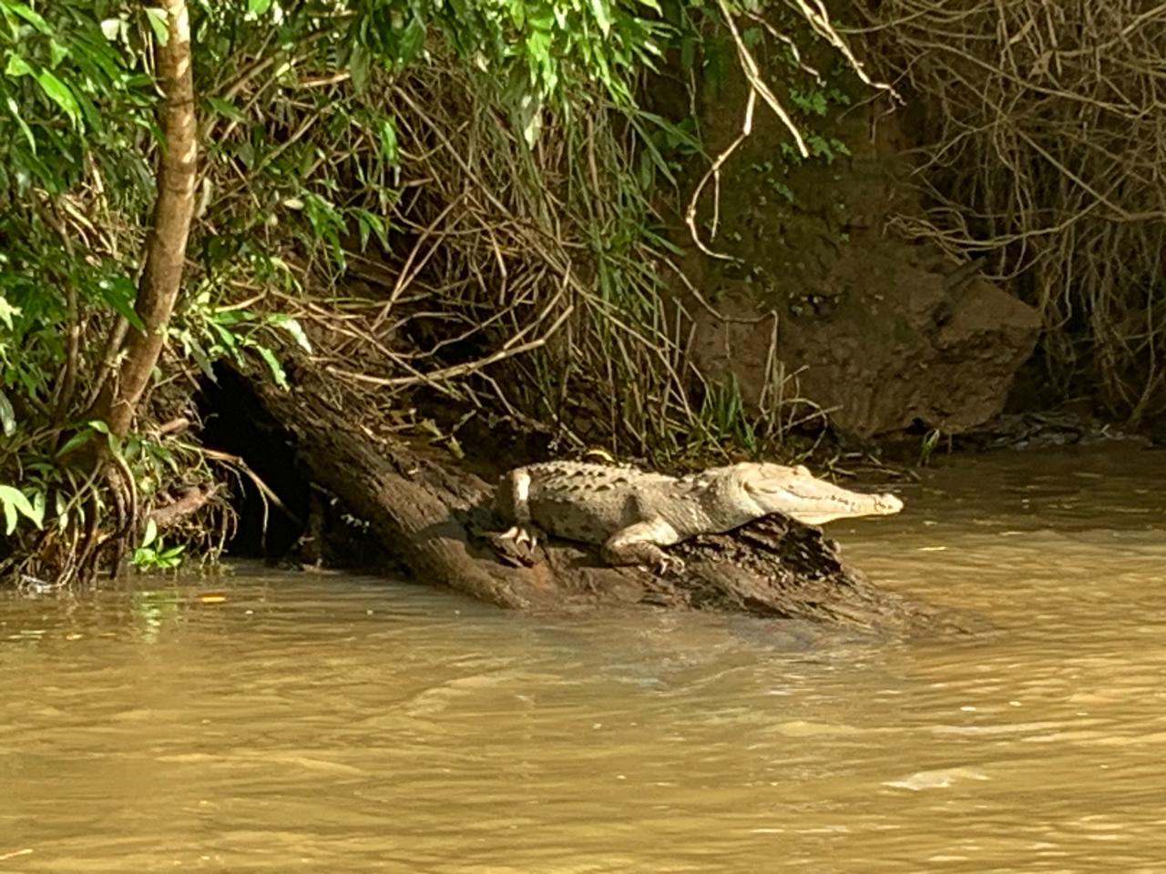 Three day Tortuguero gallery photo 27