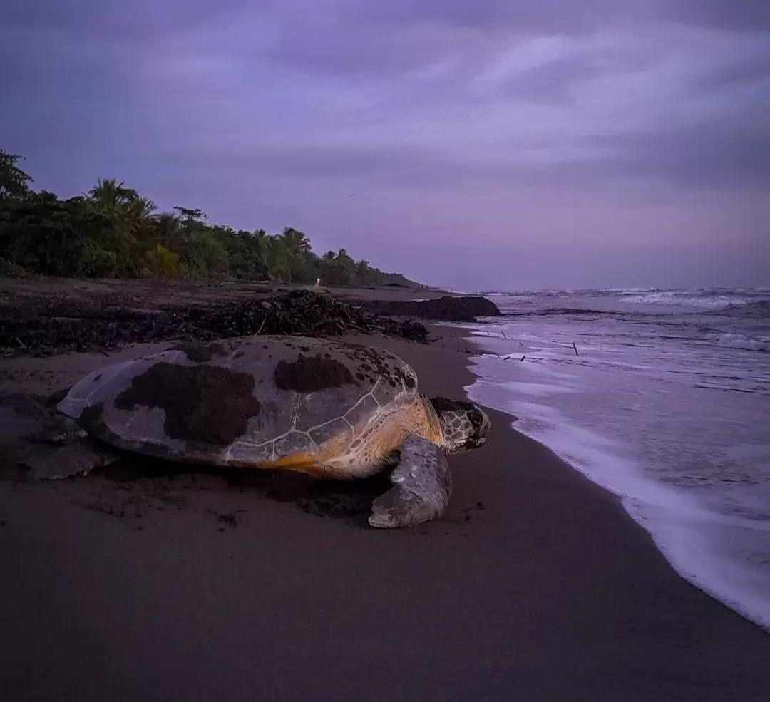 Three day Tortuguero adventure