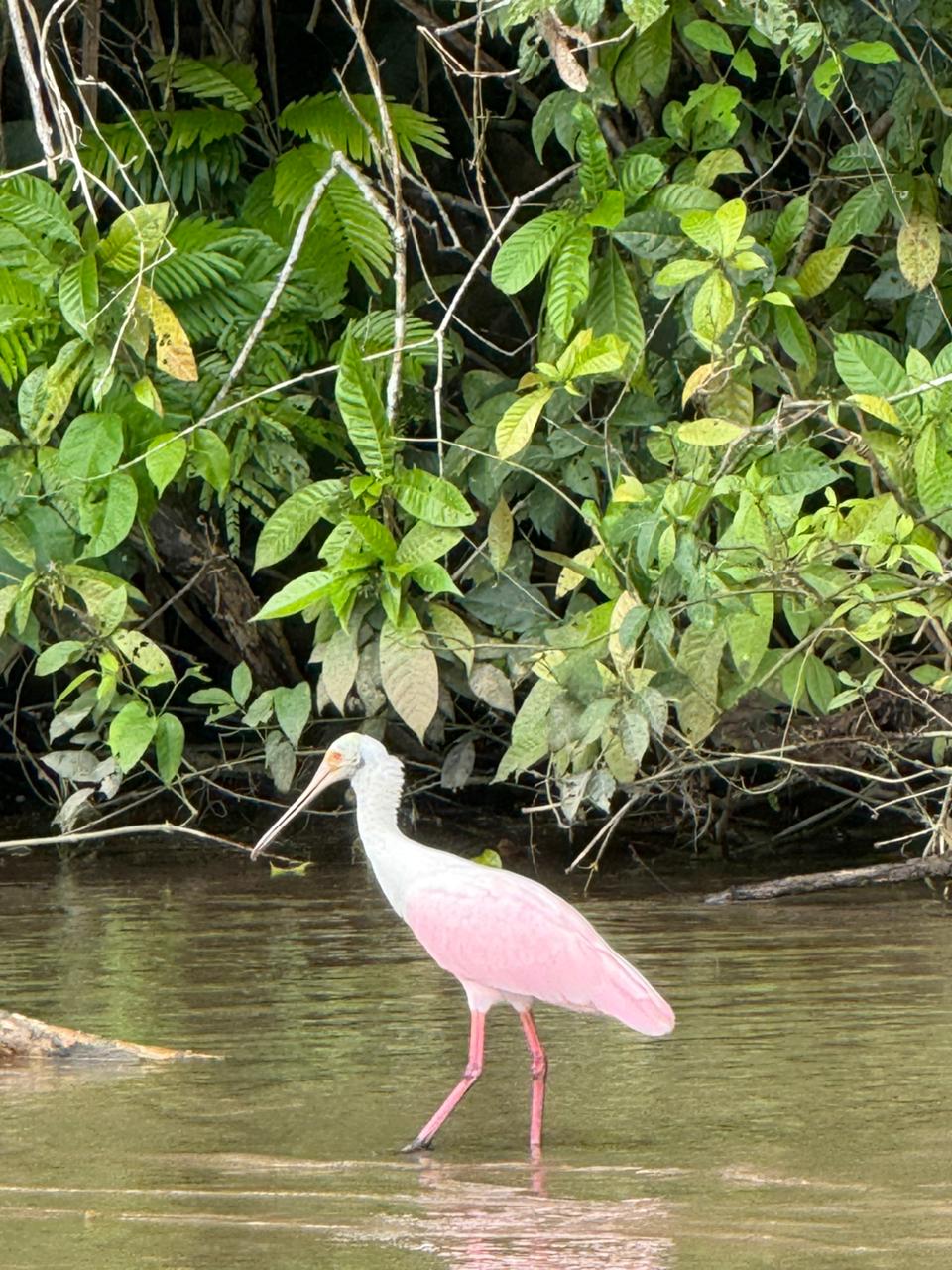 Two day Tortuguero gallery photo 26