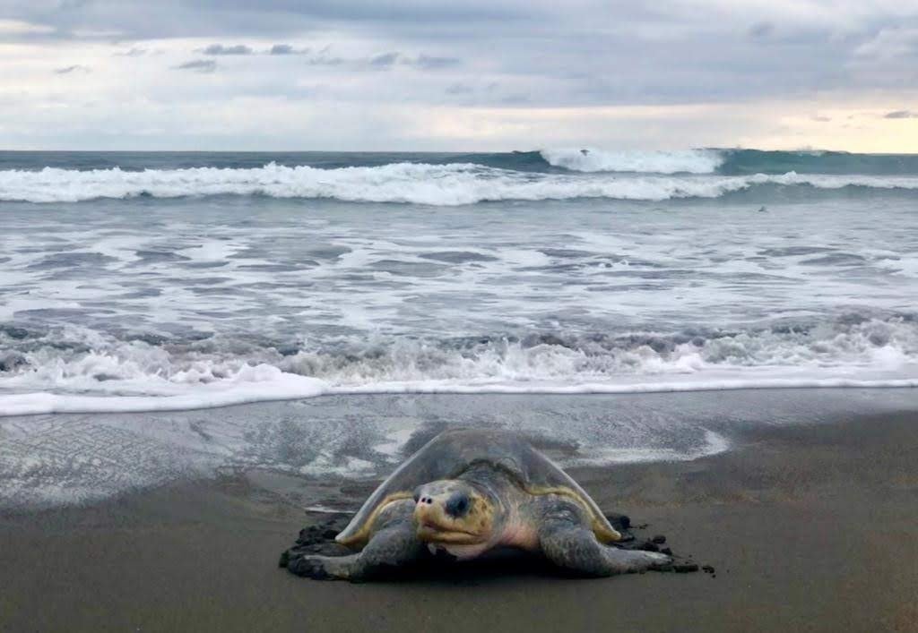 Two day Tortuguero gallery photo 18