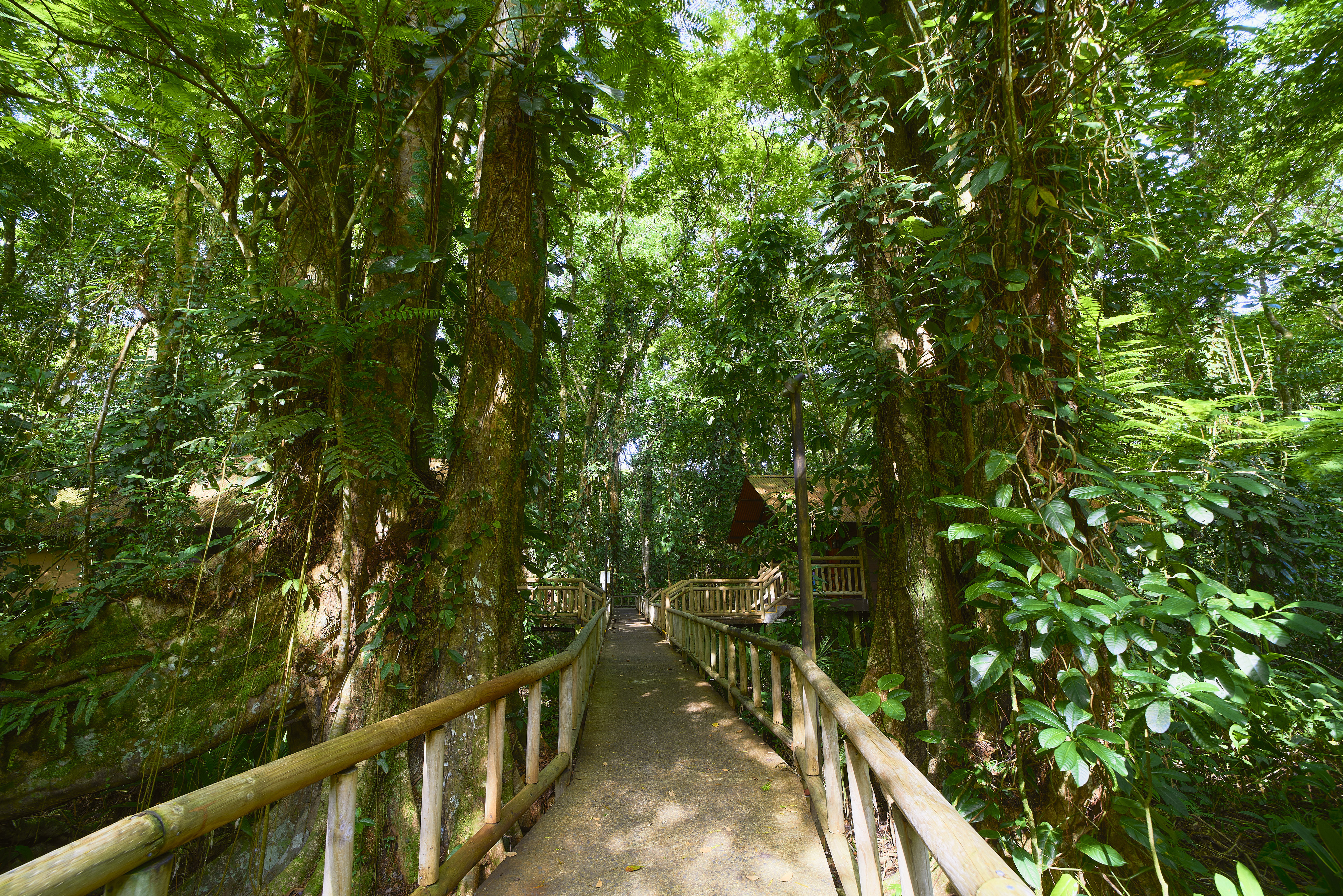 Two day Tortuguero gallery photo 22