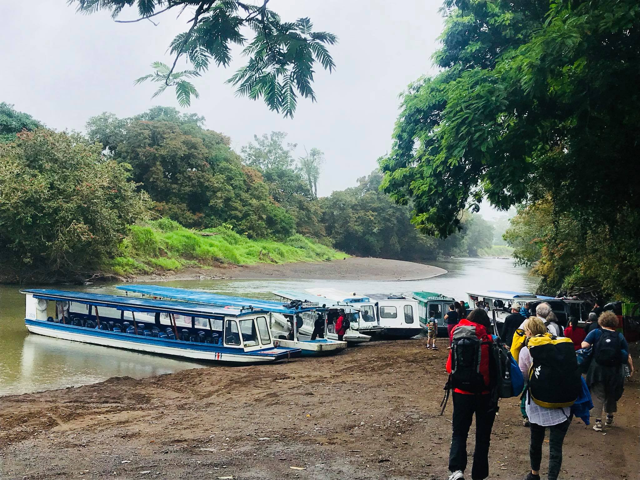 jungle tom tours tortuguero